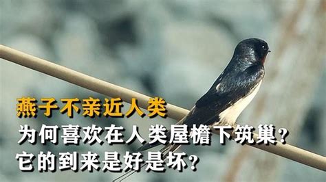 燕子特徵|燕科(鳥類):形態特徵,棲息環境,生活習性,分布範圍,繁殖。